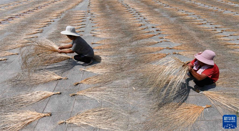 Shandong : comment les villageois de Tancheng se sont enrichis en tissant des herbes jaunes