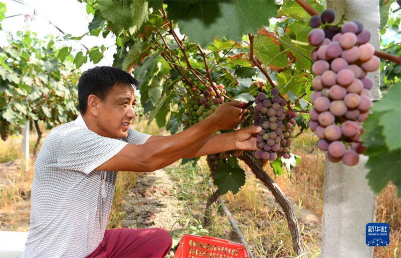 Les fruits de l'été, douceur de la récolte