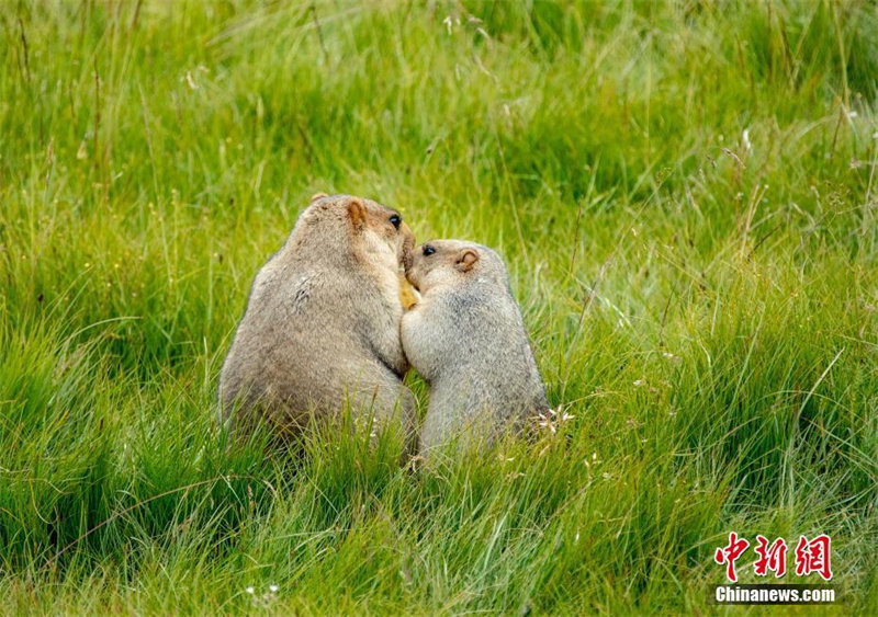 Sichuan : des marmottes mignonnes se nourrissent dans les prairies