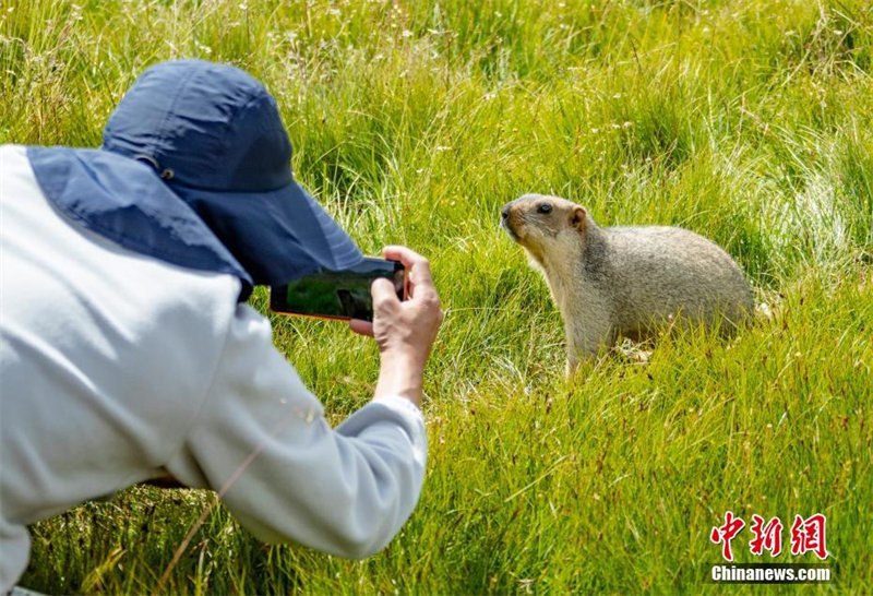 Sichuan : des marmottes mignonnes se nourrissent dans les prairies