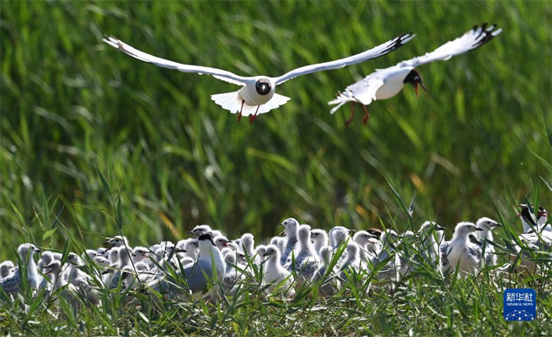 Shaanxi : les changements écologiques de Shenmu au cours de la dernière décennie