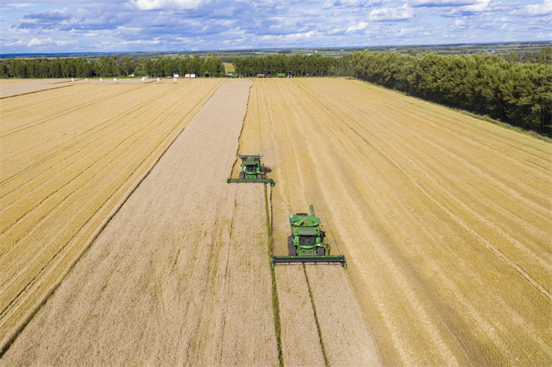 Heilongjiang : la récolte du blé bat son plein