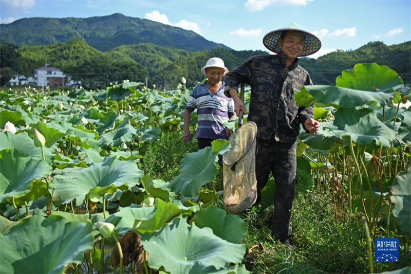 Jiangxi : le modèle ? co-culture du lotus et du poisson ? enrichit les agriculteurs