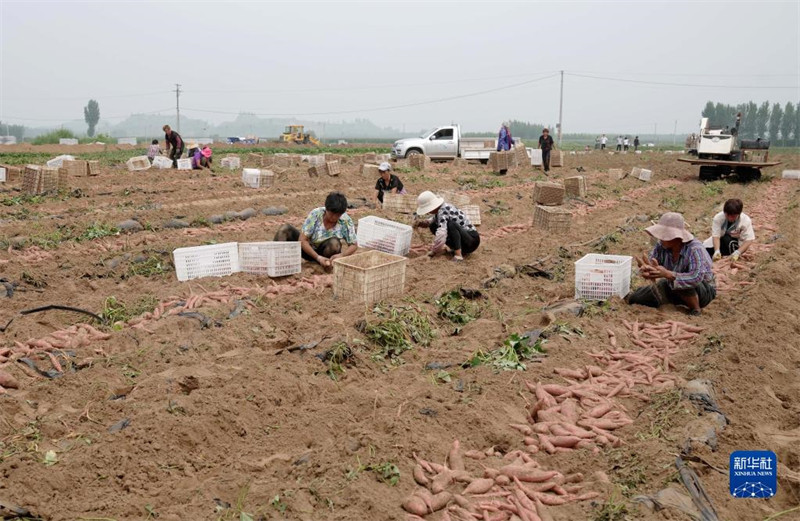 Hebei : une récolte de patates douces fra?ches occupée