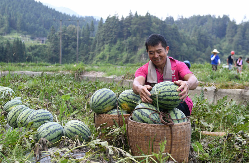 La récolte des pastèques à Rongjiang, dans le Guizhou