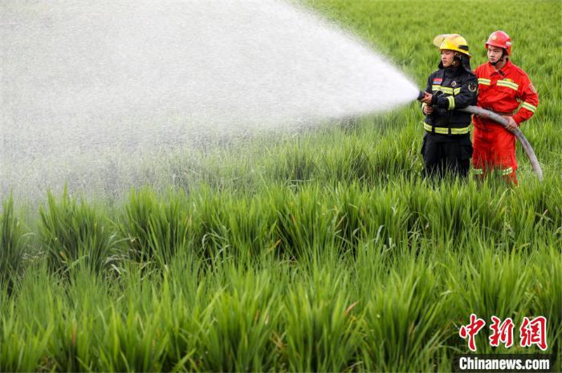 Jiangxi : diverses mesures prises pour lutter contre la sécheresse pour assurer la production agricole à Pingxiang