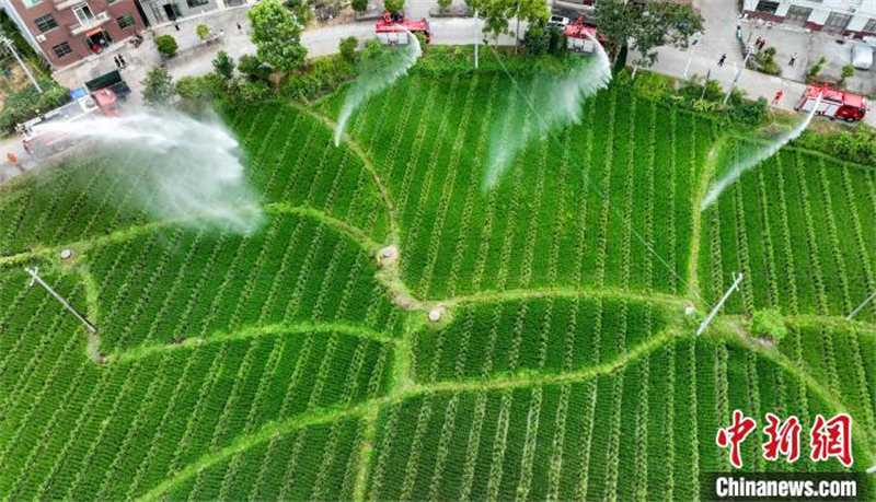 Jiangxi : diverses mesures prises pour lutter contre la sécheresse pour assurer la production agricole à Pingxiang