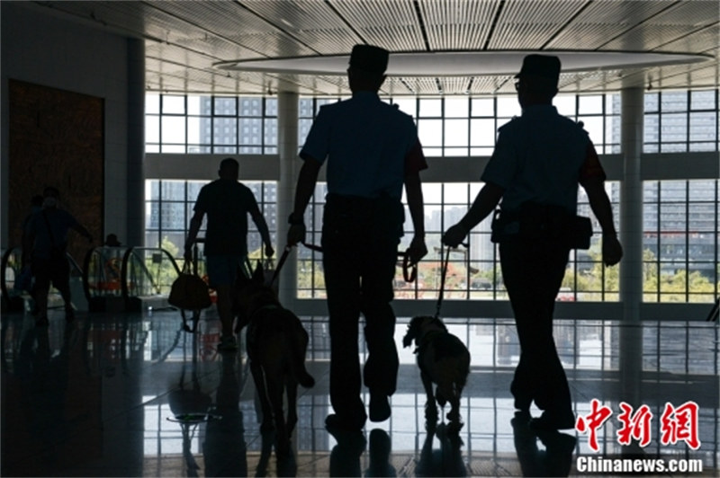 Chongqing : des chiens policiers portant des gilets de refroidissement assurent la sécurité des transports d'été malgré la chaleur continue