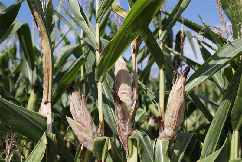 L'Europe confrontée à sa plus grave sécheresse en 500 ans, affirme l'EDO