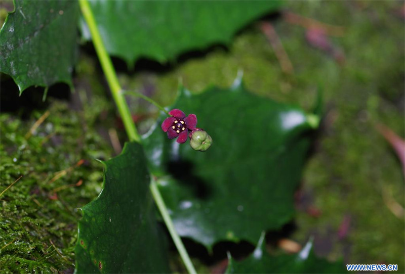 Chine : redécouverte d'une espèce végétale disparue depuis plus d'un siècle