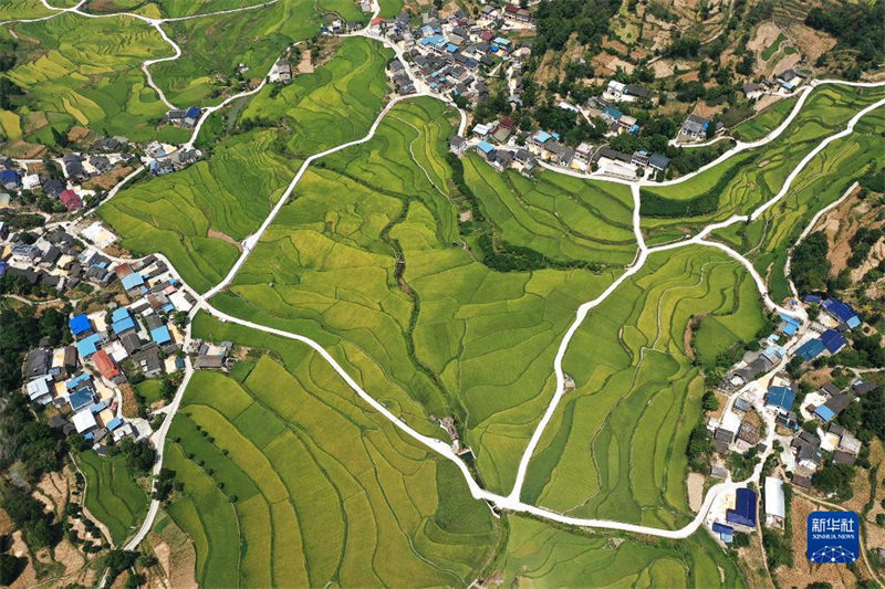 Guizhou: un paysage pittoresque de rizières sur le plateau
