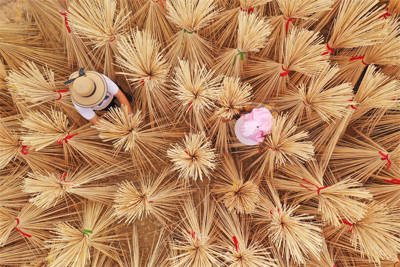 Jiangxi : un développement actif de la transformation poussée du bambou moso