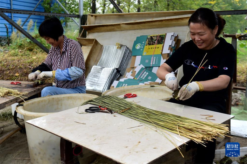 Anhui : les crabes chevelus frais de Wuhe arrivent sur le marché