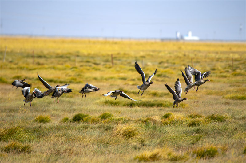 Gansu : la beauté des zones humides colorées