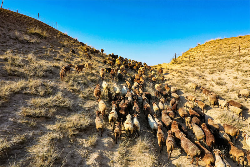 Xinjiang : la migration d'automne des paturages a commencé