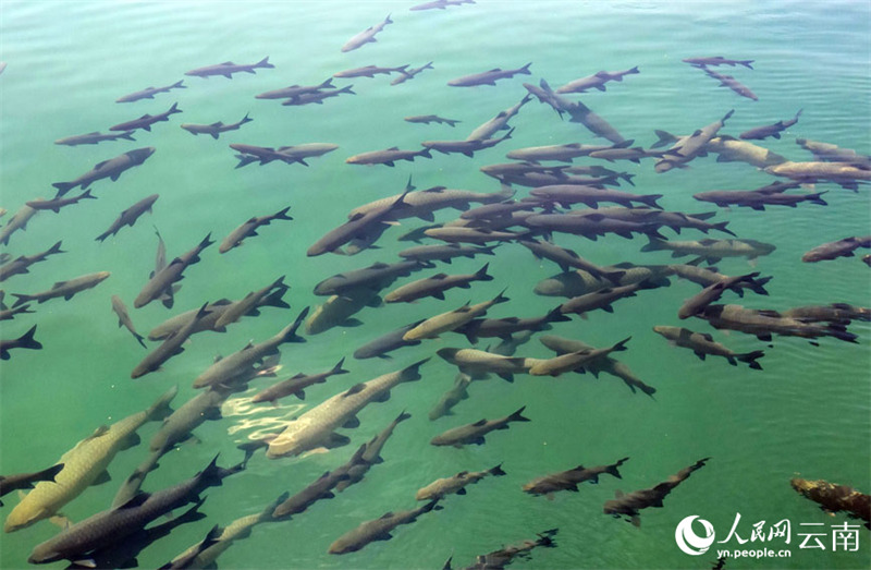 La merveille naturelle de la ? formation de carpes noires ? réapparait dans le Yunnan