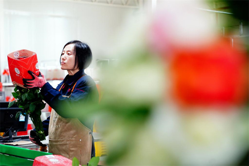 Shandong : la fleur coupée devient une industrie de pointe dans la ville de Zhaoxian