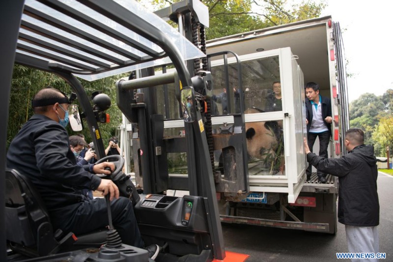 Deux pandas géants quittent la base de reproduction chinoise pour le Qatar