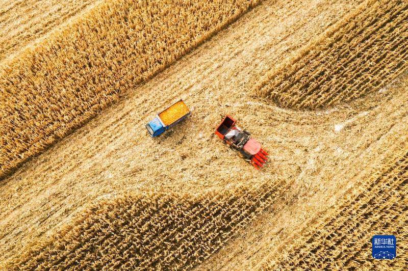 Une récolte exceptionnelle de ma?s à Tongliao, en Mongolie intérieure