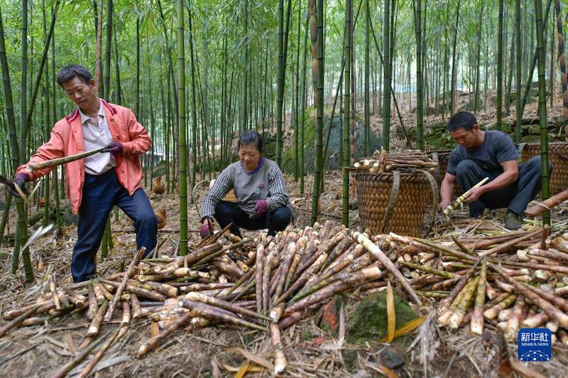 Guizhou : 50 000 mu de grosses pousses de bambou récoltées et commercialisées à Chishui