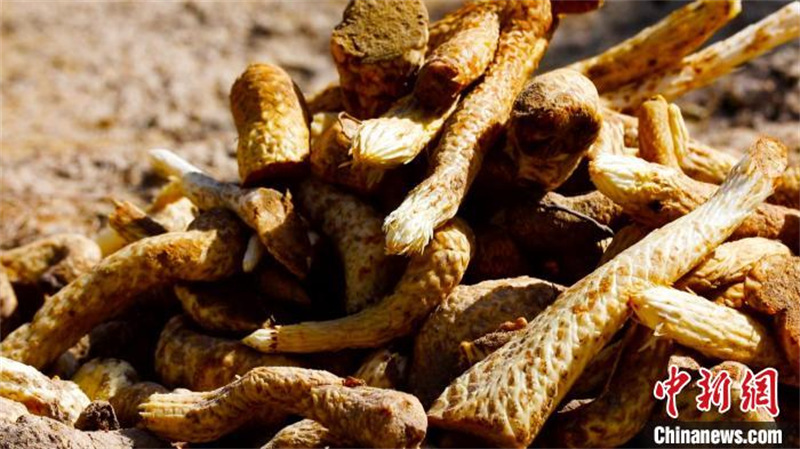 Xinjiang : Une récolte exceptionnelle de plus de 90 000 mu de ? ginseng du désert ?