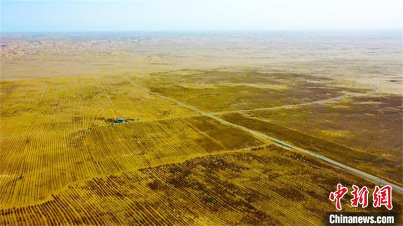 Xinjiang : Une récolte exceptionnelle de plus de 90 000 mu de ? ginseng du désert ?