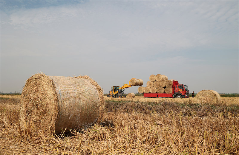 Anhui : l'utilisation de la paille renforce l'efficacité de la protection environnementale à Susong