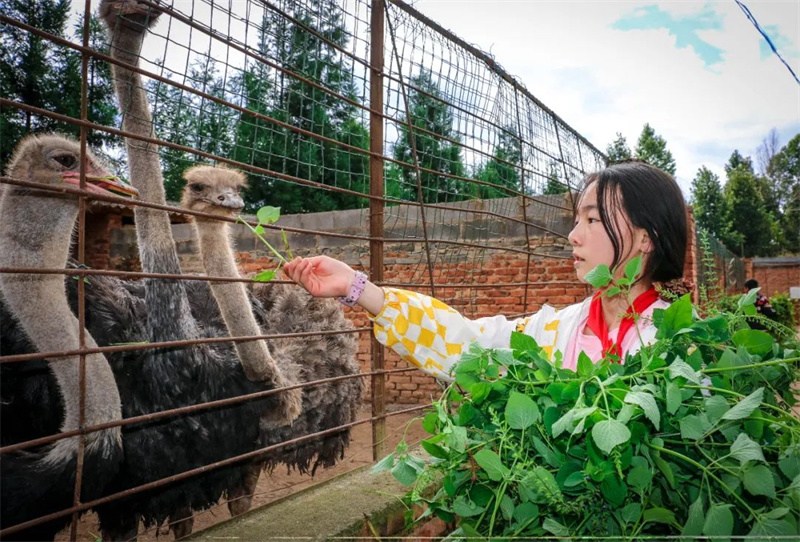 Cette école primaire rurale de Yunnan consomme les matières alimentaires plantées par elle-même