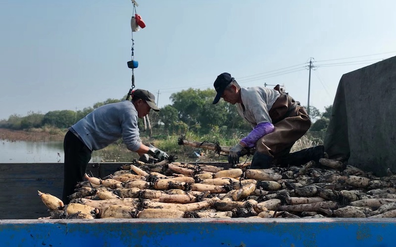 Jiangsu : la saison des récoltes des racines de lotus débute à Xinghua