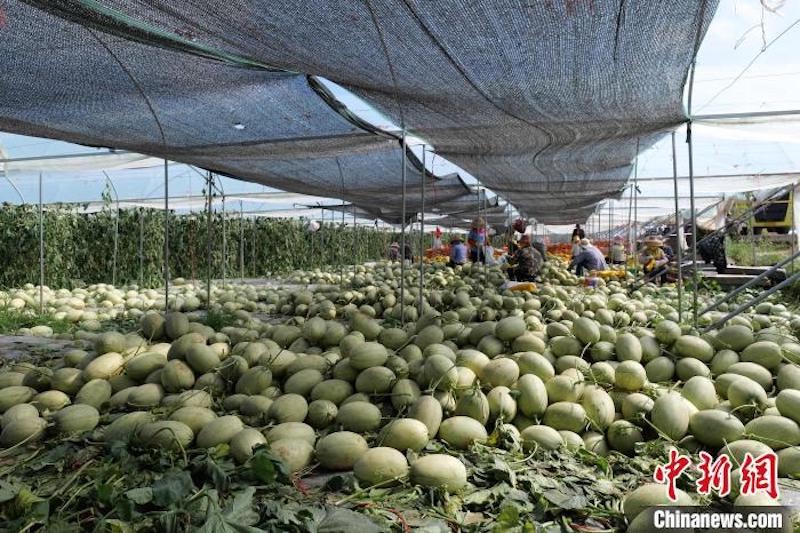 Hainan : les melons de Dongfang à trois récoltes par an arrivent sur le marché