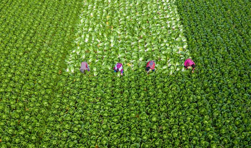 Jiangsu : la récolte des choux chinois à Hai'an