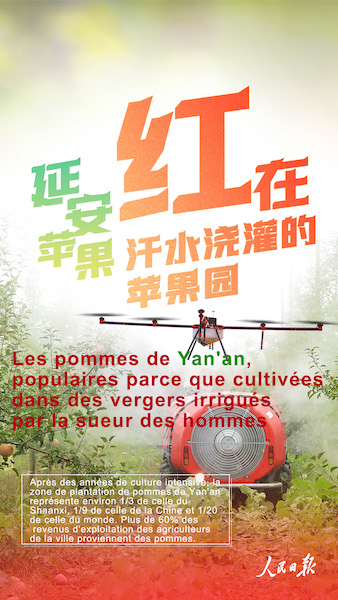 Pourquoi les pommes de Yan'an sont-elles si populaires ?