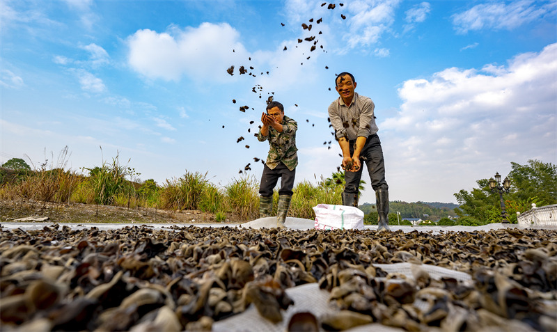 Jiangxi: les revenus augmentent grace aux champignons noirs à Xinyu