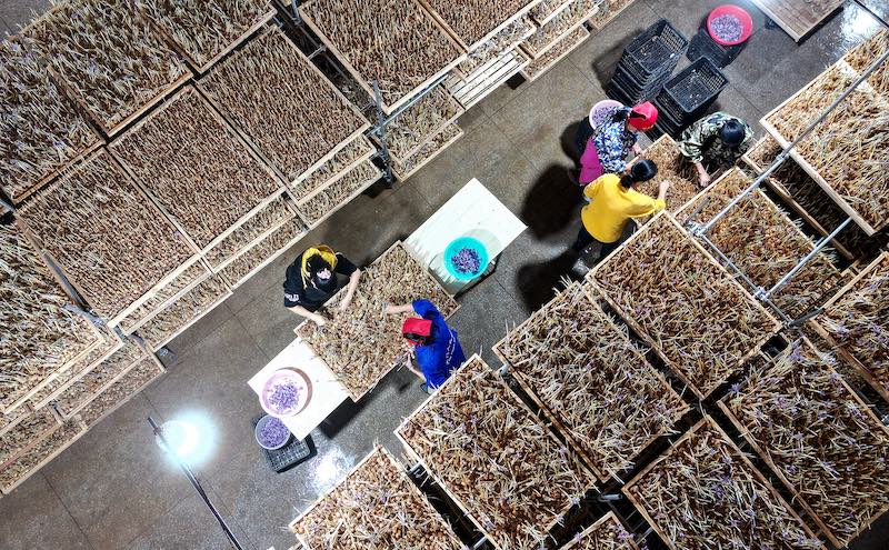 La fleur de safran devient la ? fleur de la richesse ? des campagnes du Jiangxi