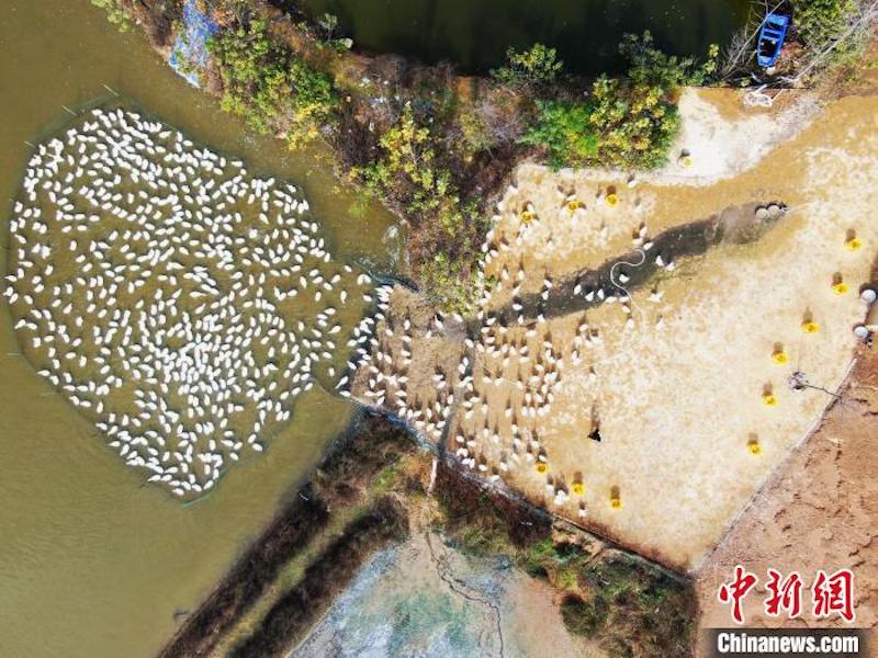 Un jeune post-80  élève des oies après son retour dans sa ville natale, aidant des voisins à commencer une vie aisée