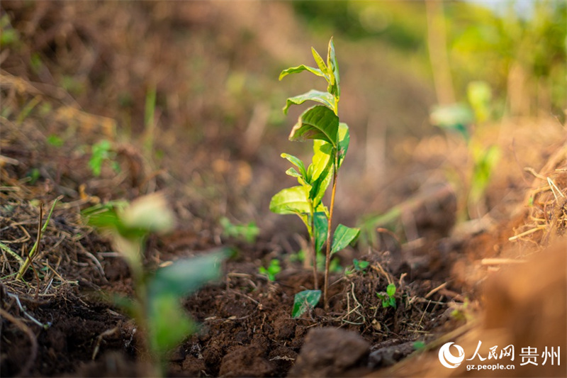 Guizhou : le comté de Pu'an fait progresser la revitalisation rurale par la plantation de théiers blancs
