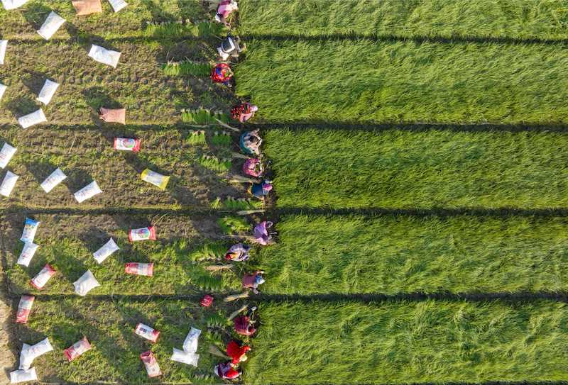 Jiangsu : des milliers de mu de plants d'oignons de Xinghua repiqués contre la vague de froid