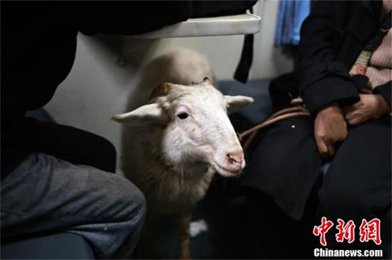 Sichuan : à la découverte des ? trains lents ? à travers le mont Liangshan, où les volailles, le bétail et des passagers voyagent ensemble