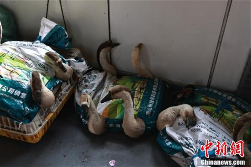 Sichuan : à la découverte des ? trains lents ? à travers le mont Liangshan, où les volailles, le bétail et des passagers voyagent ensemble