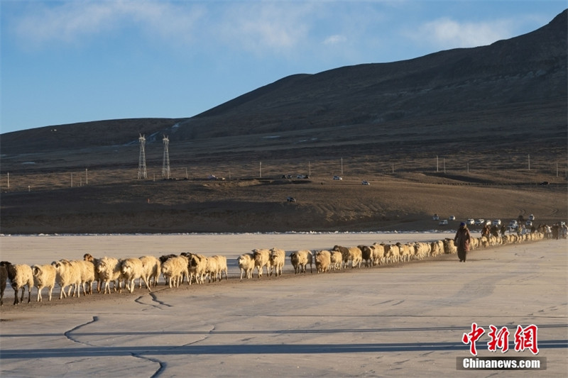 Tibet: les bergers mènent leurs troupeaux vers l'?le de Huxin pour passer la période la plus froide de l'hiver