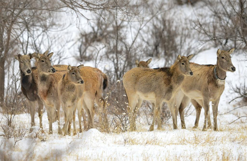 Mongolie intérieure : les élans s'amusent dans la neige de printemps