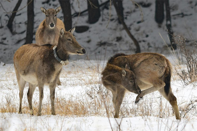 Mongolie intérieure : les élans s'amusent dans la neige de printemps