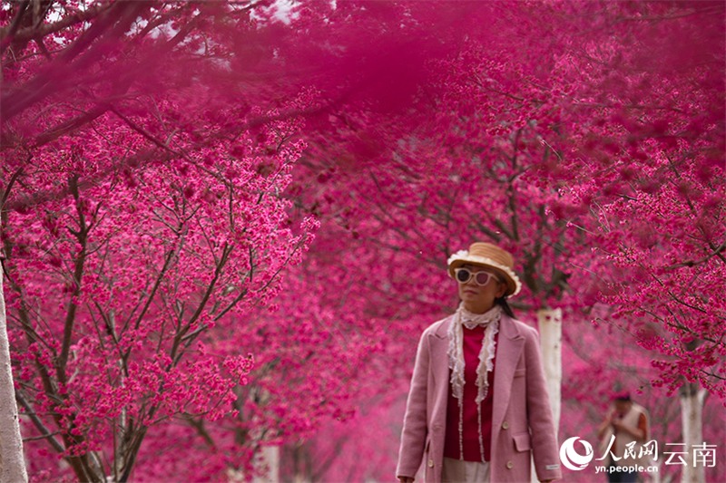 Yunnan : un écran plein de rose romantique ! Des milliers de mu de cerisiers fleurissent comme des nuages