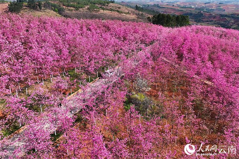 Yunnan : un écran plein de rose romantique ! Des milliers de mu de cerisiers fleurissent comme des nuages