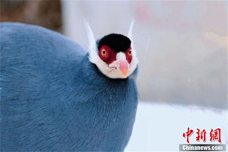 Photo montrant un hokki bleu vu dans le mont Helan, dans la région autonome Hui du Ningxia (nord-ouest de la Chine). (Yue Changhong / China News Service)