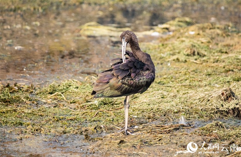 Yunnan : un ibis protégé de classe nationale réappara?t sur le lac Fuxian