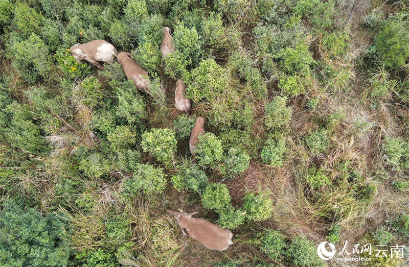 Un moment doux : les ? frères et s?urs ? des éléphants d'Asie s'amusent avant la sieste dans le Yunnan