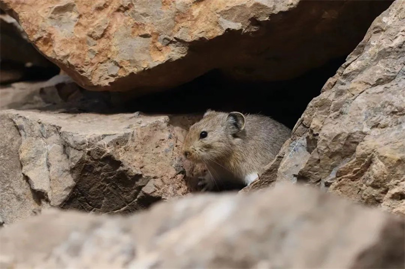 Ningxia : un pika réappara?t dans le Parc forestier national du mont Helan après 6 ans
