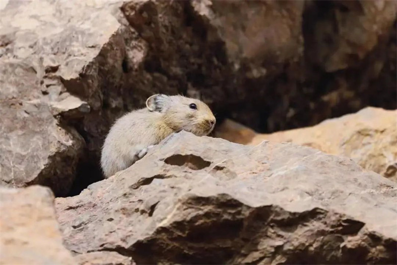 Ningxia : un pika réappara?t dans le Parc forestier national du mont Helan après 6 ans