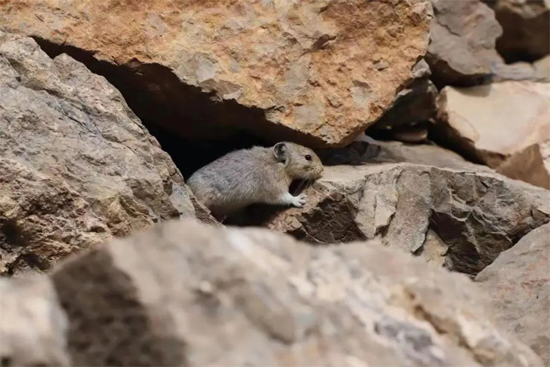 Ningxia : un pika réappara?t dans le Parc forestier national du mont Helan après 6 ans